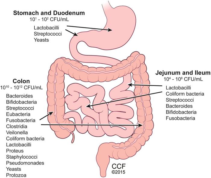 The Impact of Liver Graft Preservation Method on Longitudinal Gut Microbiome Changes Following Liver Transplant