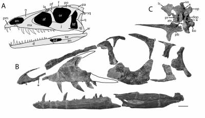 Triassic Dinosaur Illuminates Early Dino Evolution (3 of 4)