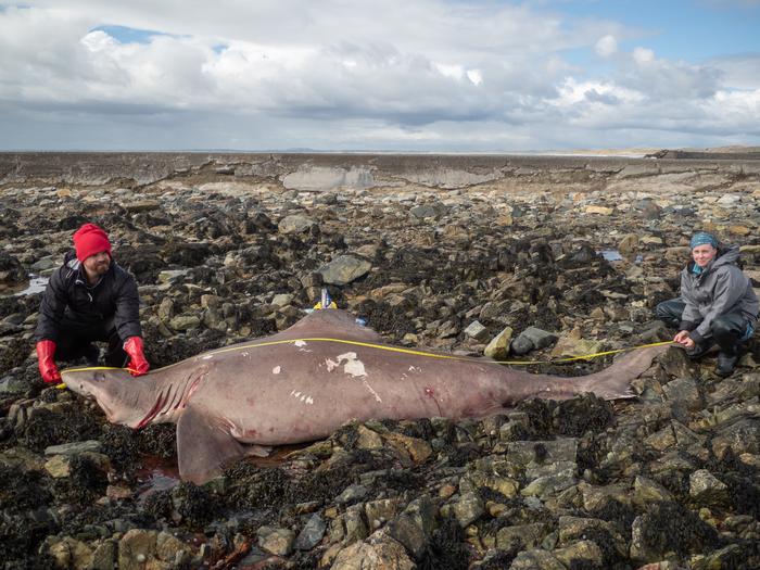 Dr Nicholas Payne and Dr Jenny Bortoluzzi with the small tooth sand tiger shark that washed up on Irish shores for the first time this year.