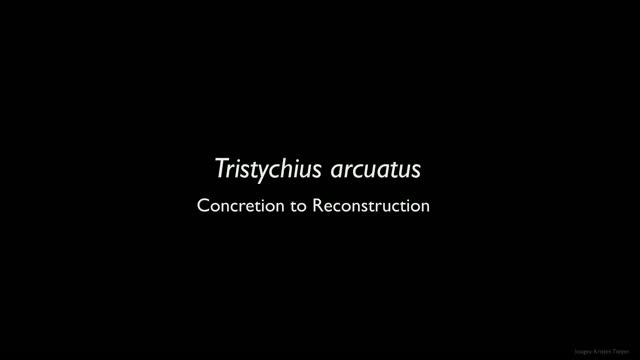 Tristychius Reconstruction