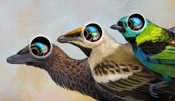 Bird brain from the age of dinosaurs reveals roots of avian intelligence