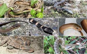 Snakes inhabiting Sado Island