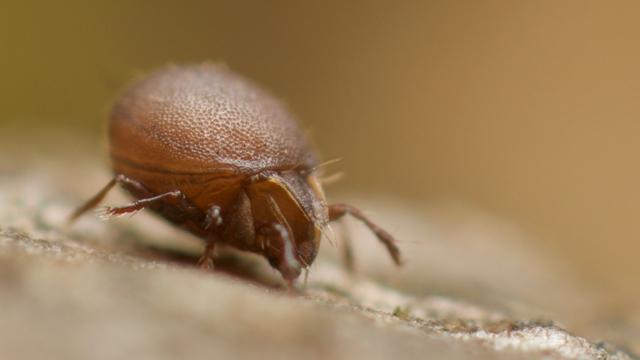 Close up of Tiny Insect