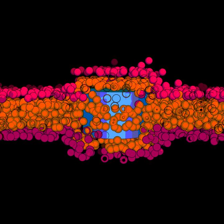 Nanotubes Trapped Inside the Membrane