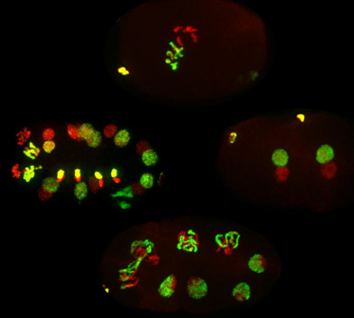 <em>C. elegans</em> Embryos