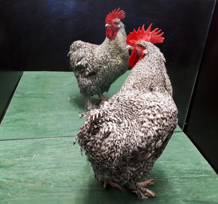 Roosters do not warn the bird in the mirror: The cognitive ecology of mirror self-recognition