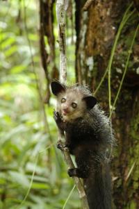 Endangered Lemurs' Complete Genomes are Sequenced and Analyzed for Conservation Efforts (2 of 3)