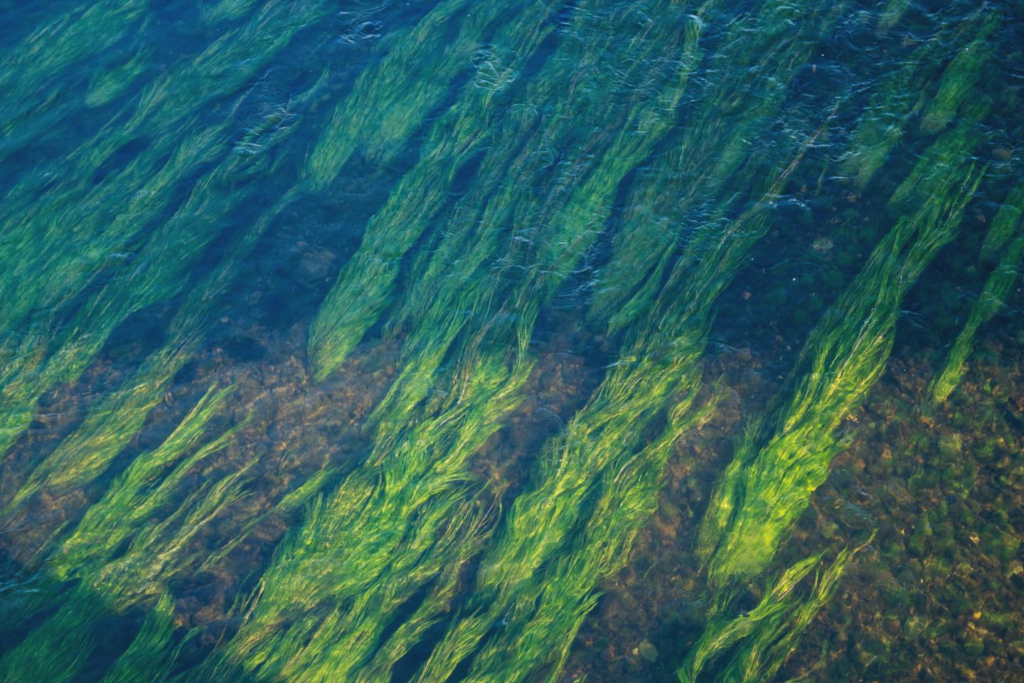 Underwater Algae