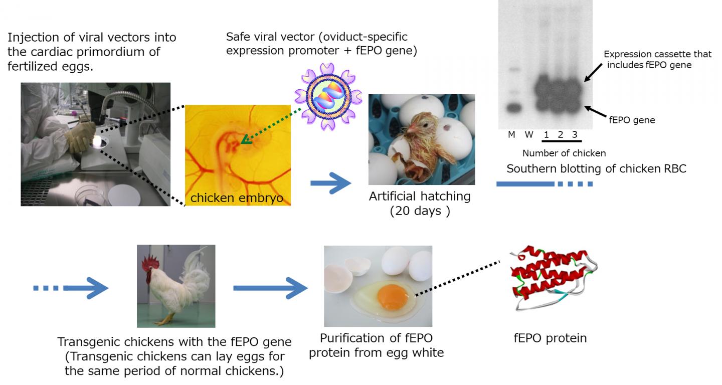 Production of fEPO