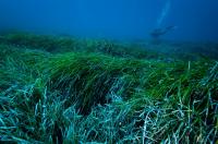 Posidonia oceanica seagrass