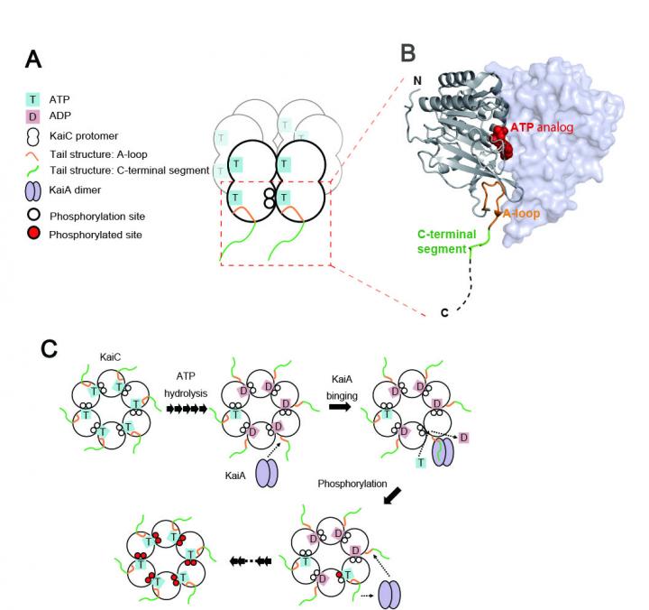 Circadian Clockwork