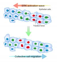 Mechanism for Determining the Direction of Collective Cell Migration