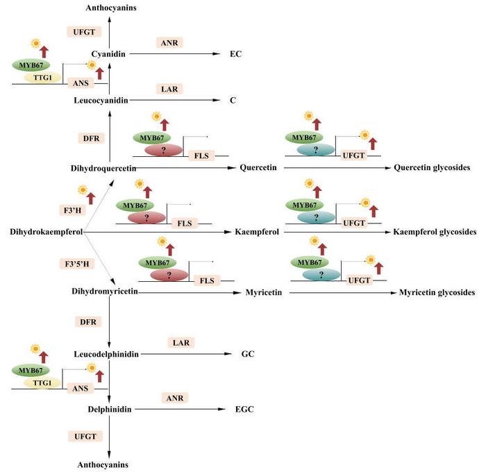 The role of CsMYB67 in flavonoid biosynthesis of tea leaves.