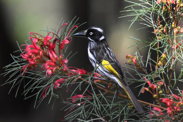 New Holland honeyeater