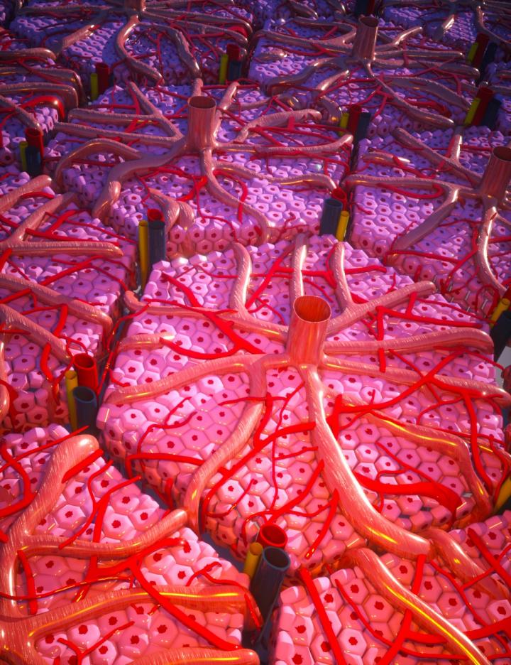3D Illustration of the Liver