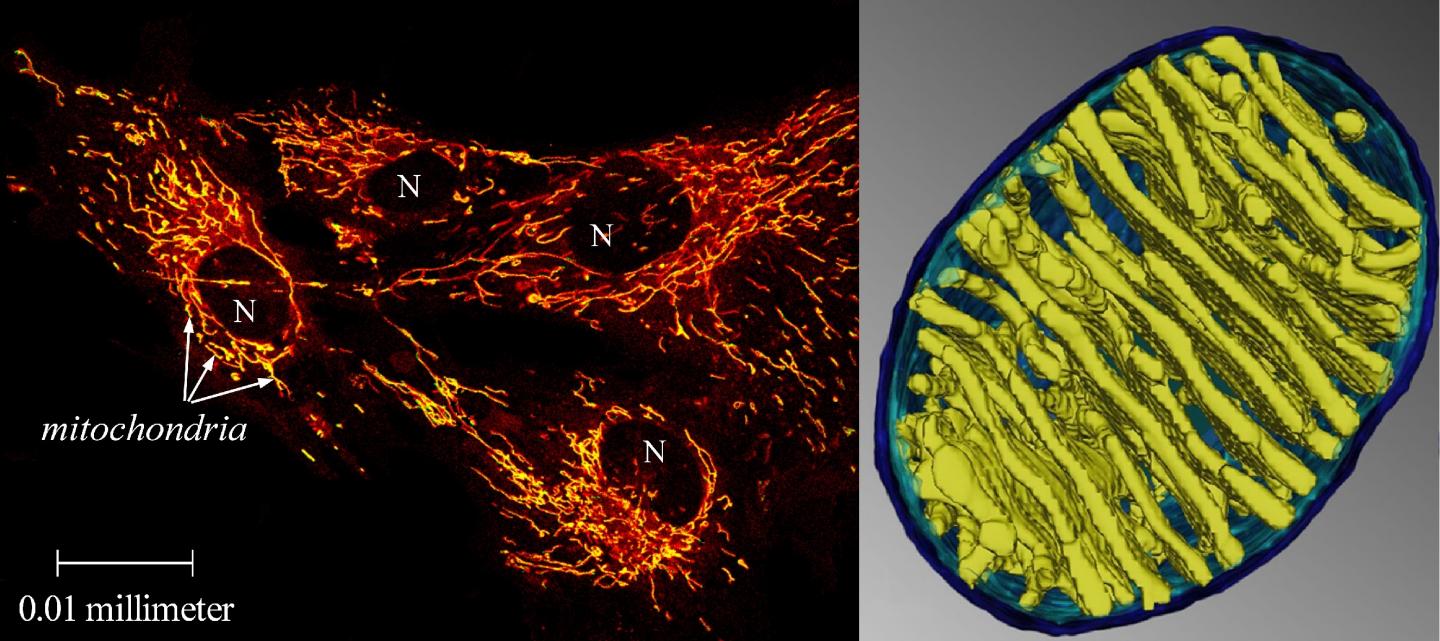 Do Our Mitochondria Run at 50 degrees C?