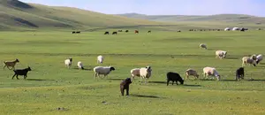 Flock of sheep and goats