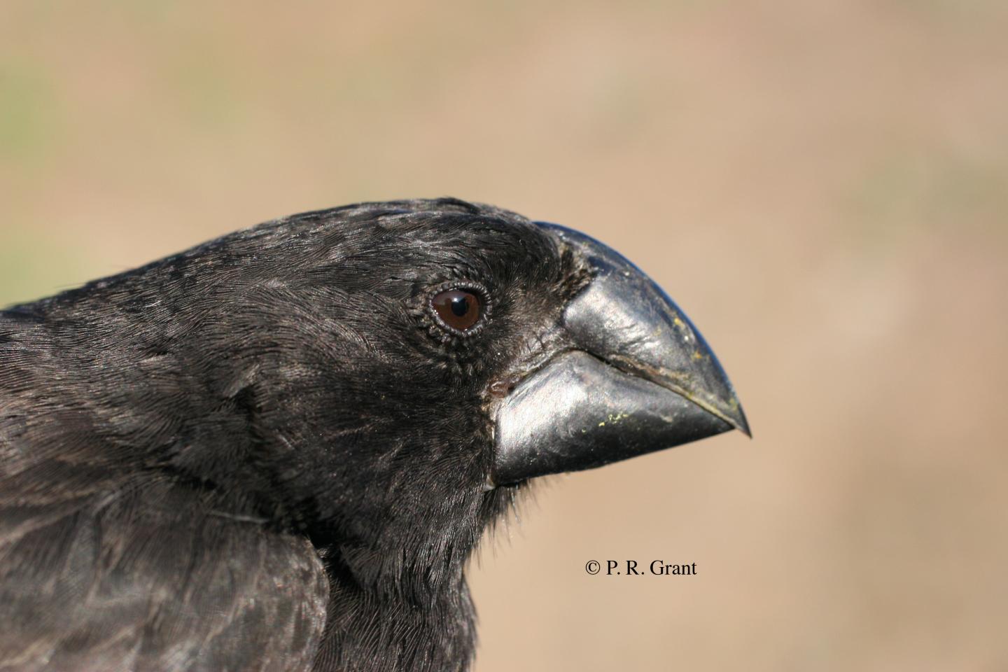 <i>Geospiza Magnirostris</i> -- Close Up