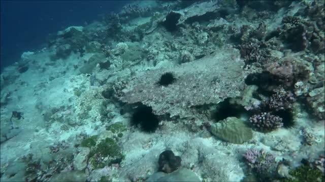 Eroding Reef (video)