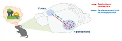 Remote Memory Recall