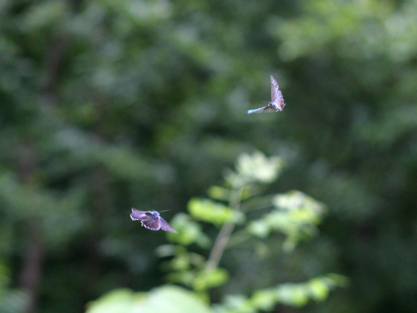 Butterflies: Agonistic Display or Courtship Behavior?
