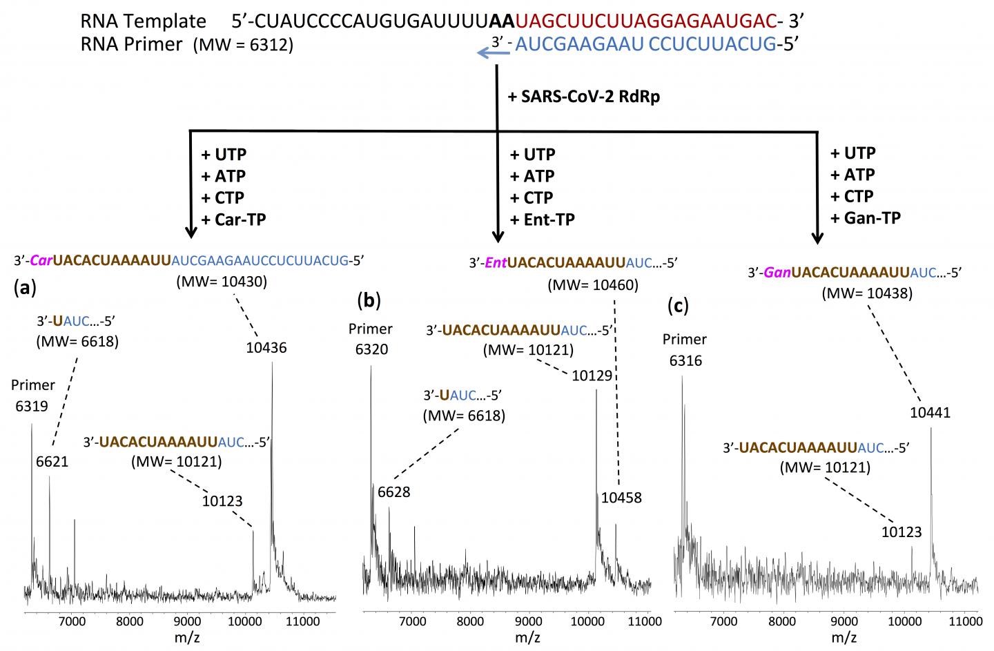 Figure Showing the Multiple Molecules that Shut down Sars-CoV-2 Polymerase Reaction