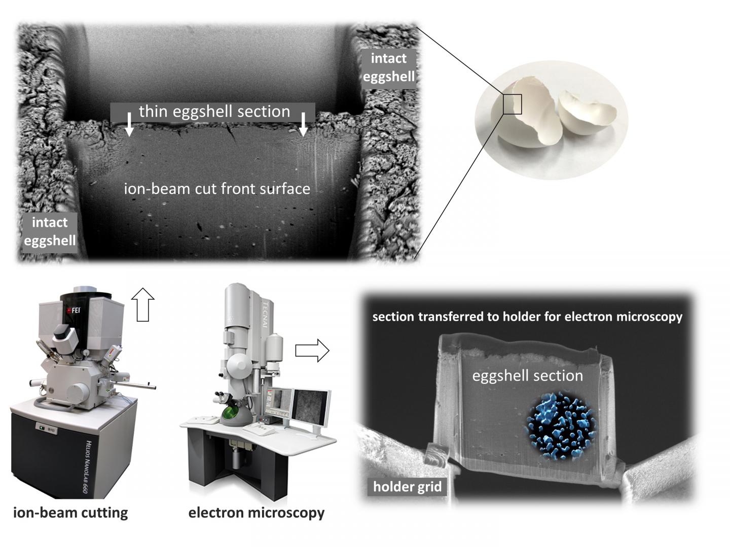cracking-avian-eggshell-struct-image-eurekalert-science-news-releases