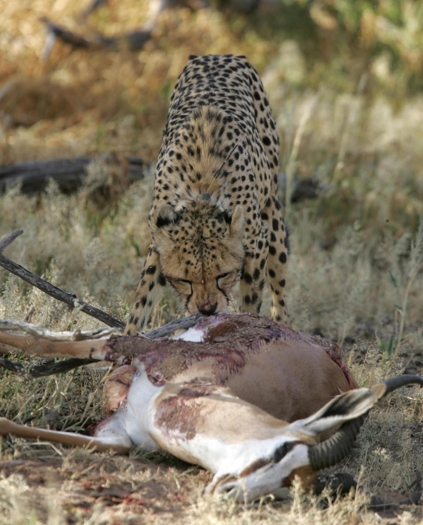 Cheetahs and Pumas Strike a Balance to Hunt (5 of 18)