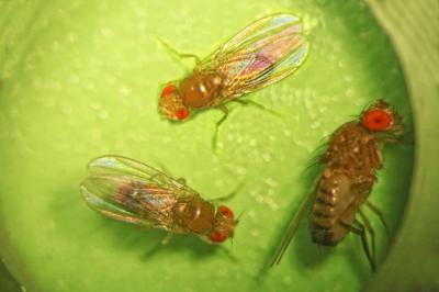 <i>Drosophila</i> (Fruit Flies)