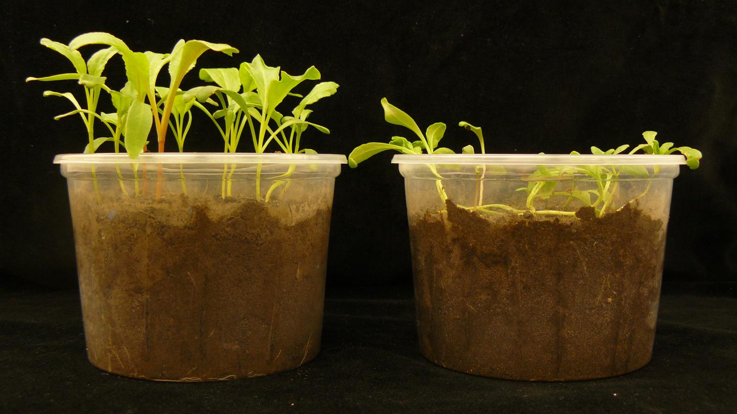 Differences in Plant Growth and Health