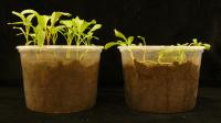 Differences in Plant Growth and Health