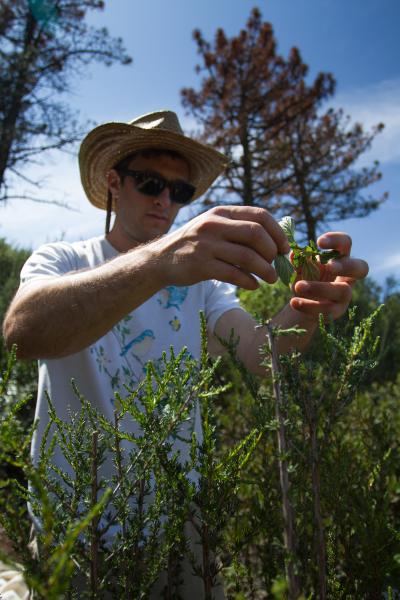 Stick Bugs Reveal Predictable Processes of Evolution (9 of 12)