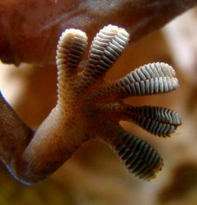 The Secret of Gecko's Sticky Feet