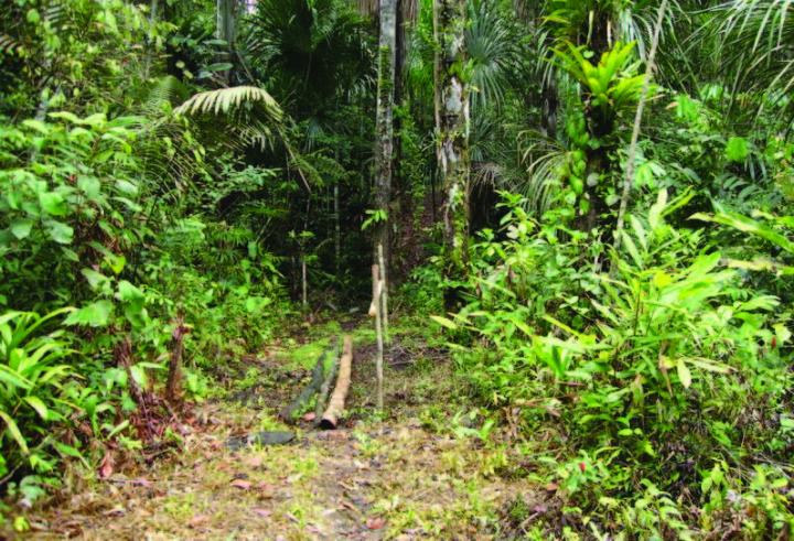 Rare Amazonian Butterfly Named After British National Treasure Sir David Attenborough (3/3)