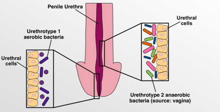 Bacterial communities in the penile urethra