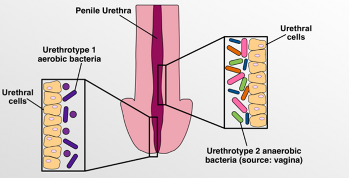 Healthy men who have vaginal sex have a disti EurekAlert 