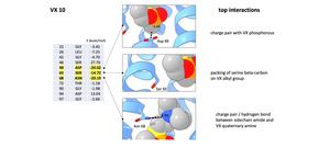 VX detecting protein