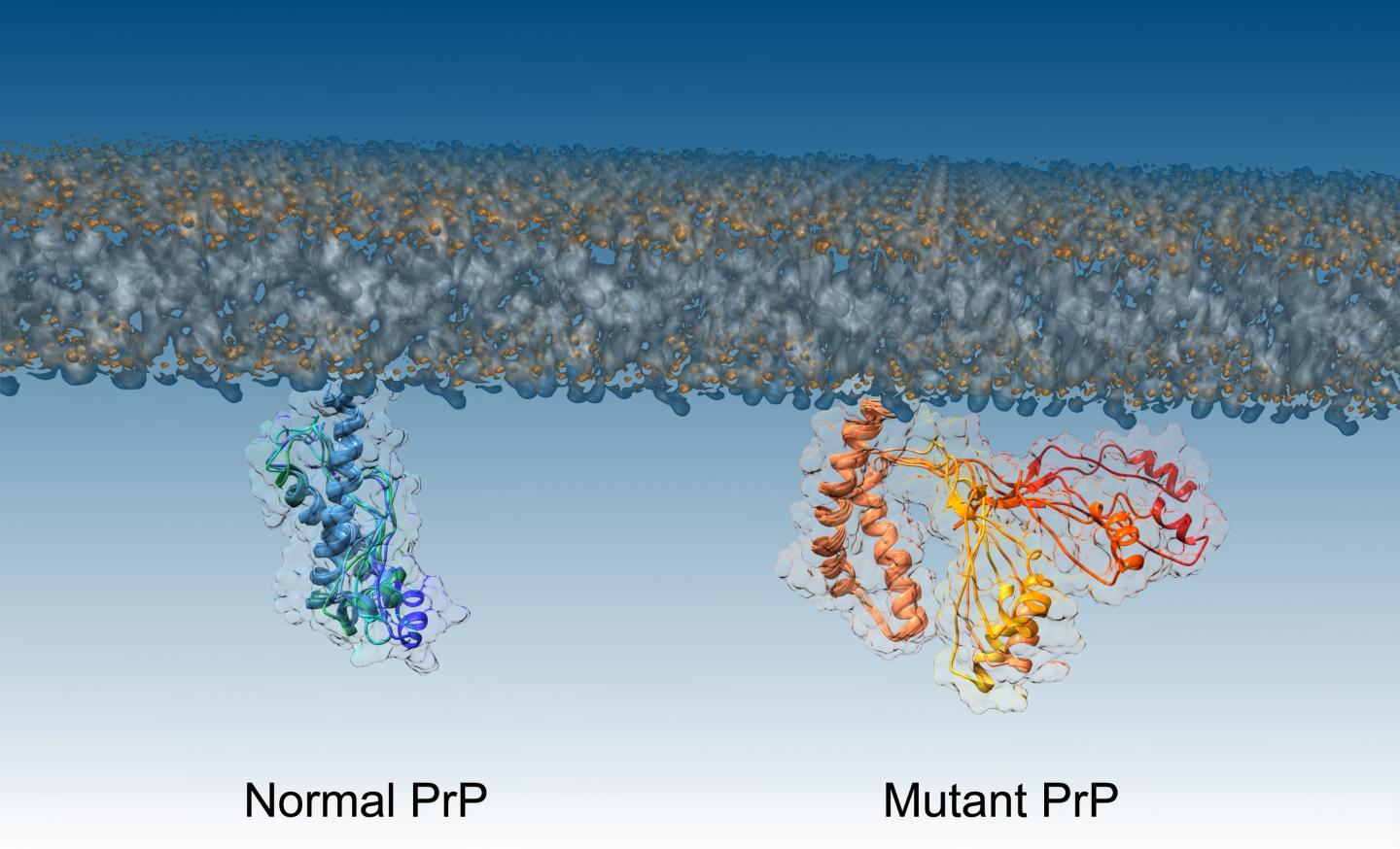 PrP proteins