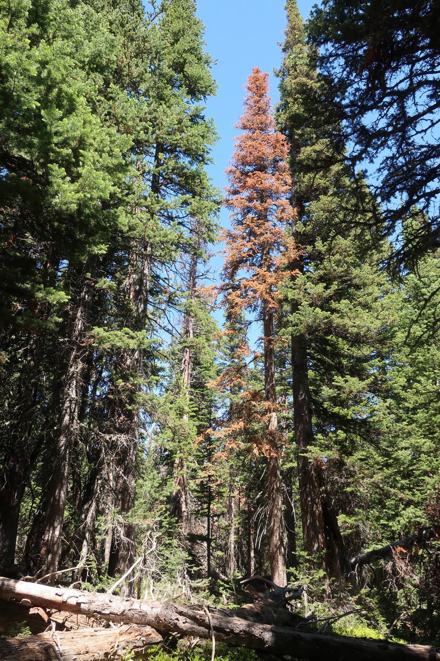 Dead trees within a forest