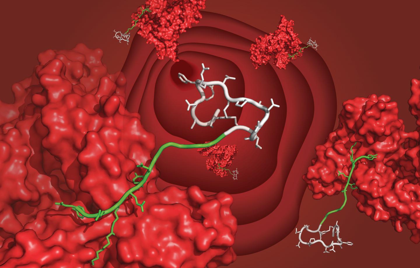 Illustration of the developed peptide