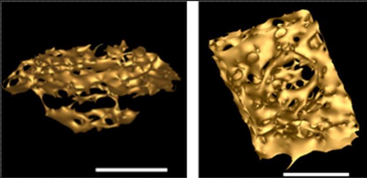 Complex Bacterium Writes New Evolutionary Story