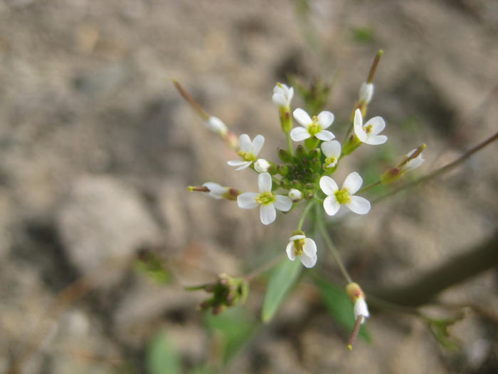 Arabidopsis