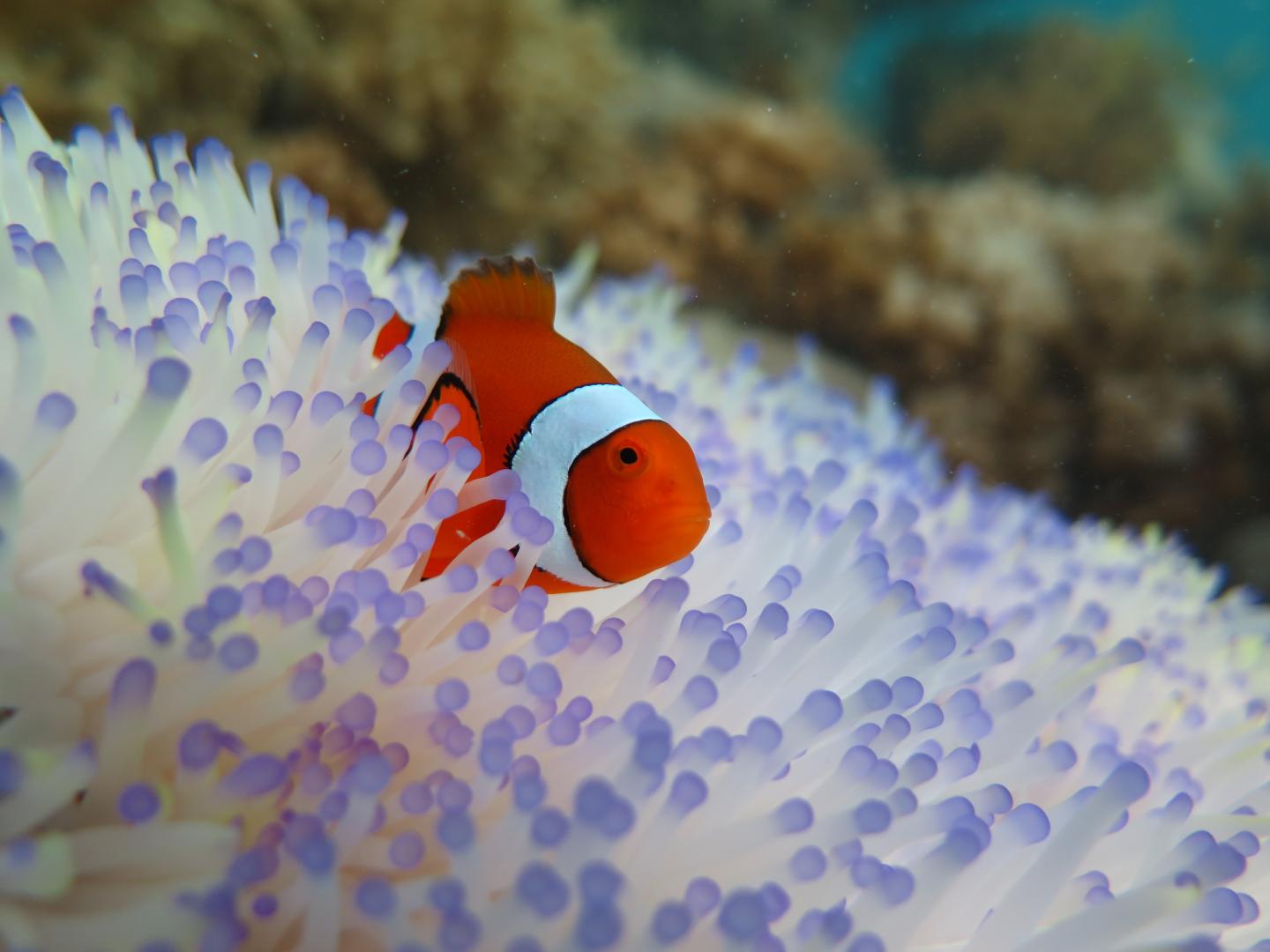 Clownfish in Danger