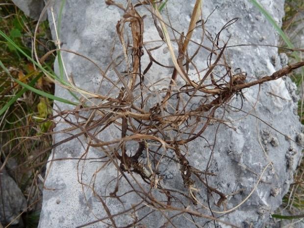 <i>Bromus picoeuropeanus</i>