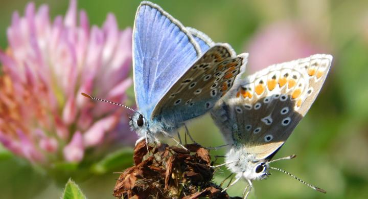 Male and female Polyommatus icarus mating