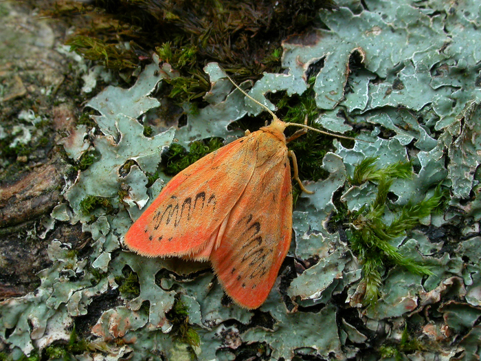 Rosy Footman moth