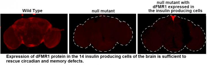 Rescuing the Fly Brain