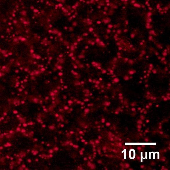 Enlarged Image of a Sample