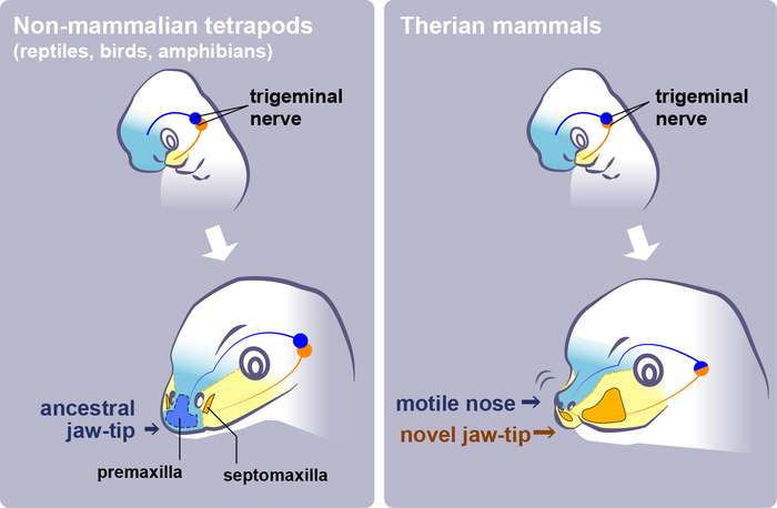 Illustrations of facial development in mammals (right) and evolutionarily older species (non-mammalian tetrapods).
