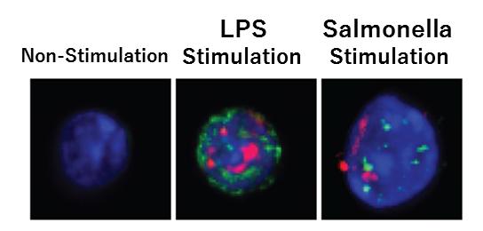 Stress on Stem Cells Increases During Bacterial Infection